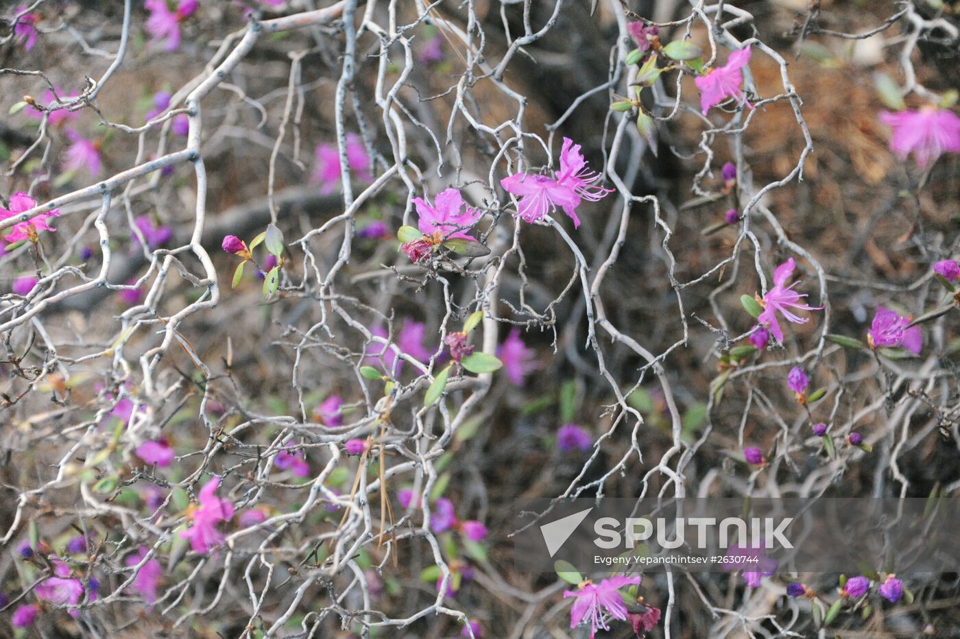 Rhododendron dauricum in bloom