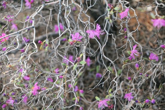 Rhododendron dauricum in bloom