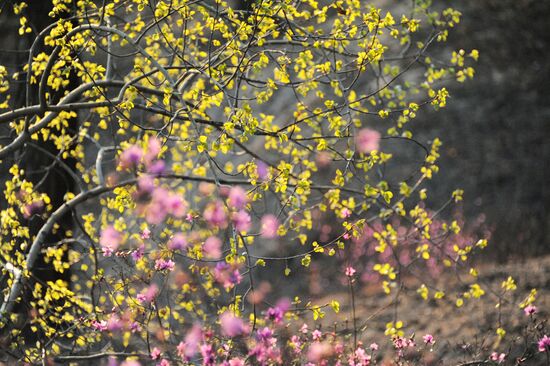 Rhododendron dauricum in bloom
