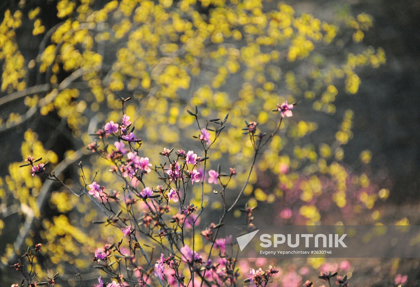 Rhododendron dauricum in bloom