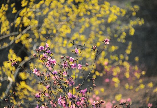 Rhododendron dauricum in bloom