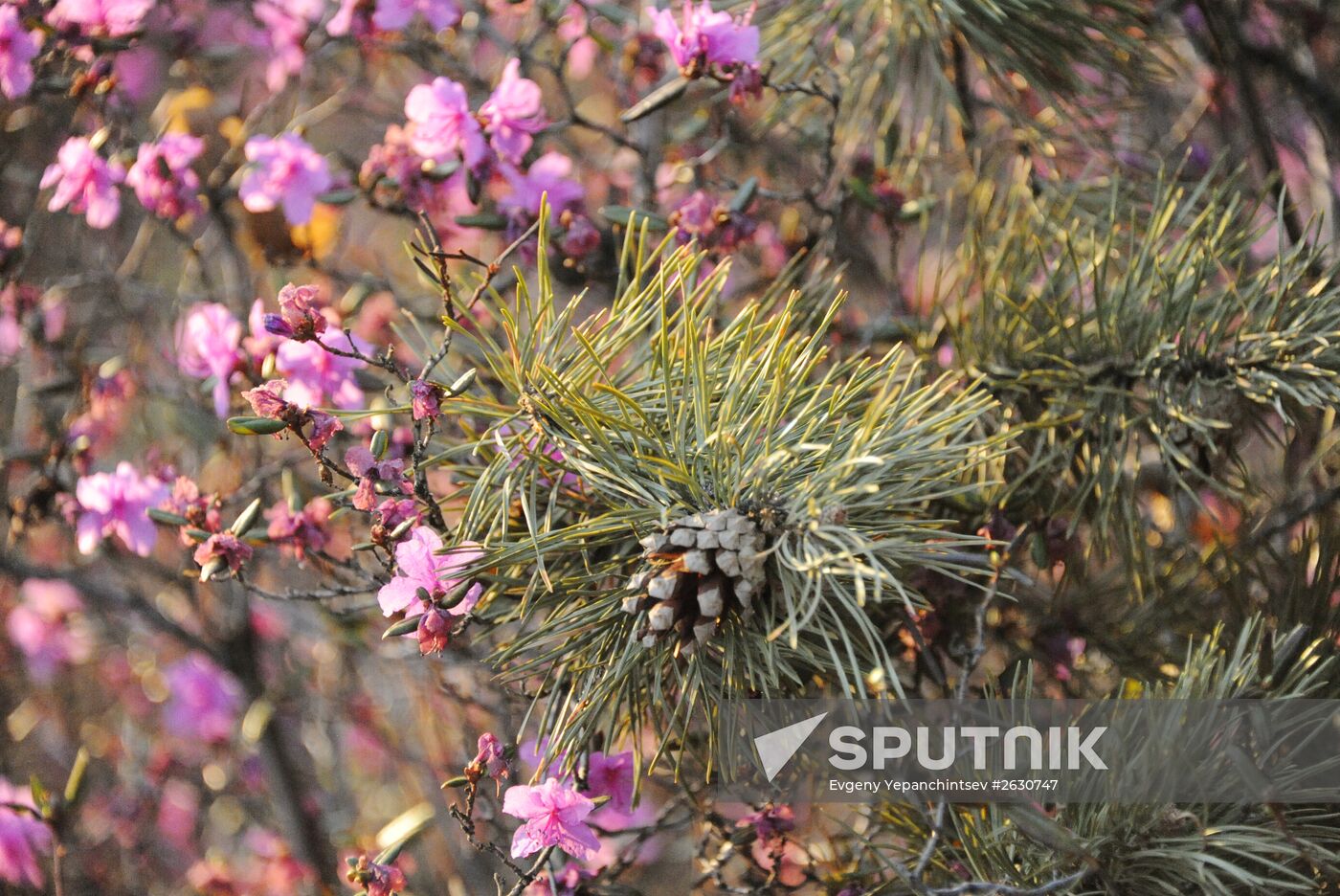 Rhododendron dauricum in bloom