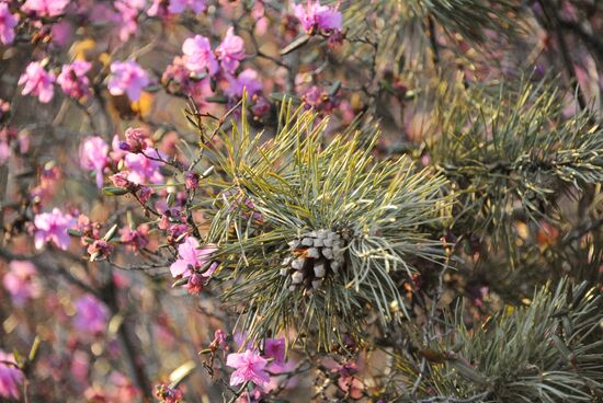 Rhododendron dauricum in bloom