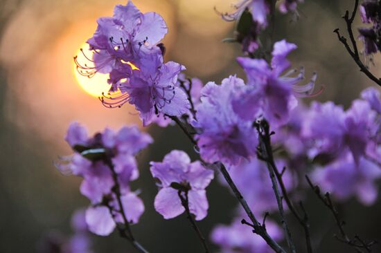 Blooming Dahurian rhododendron