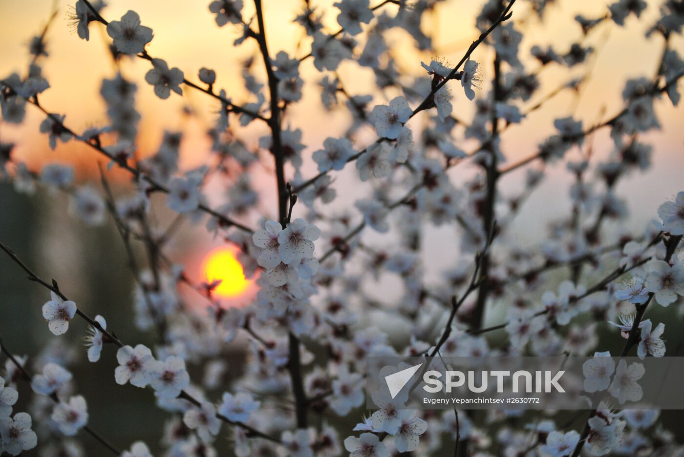 Blooming Dahurian peach