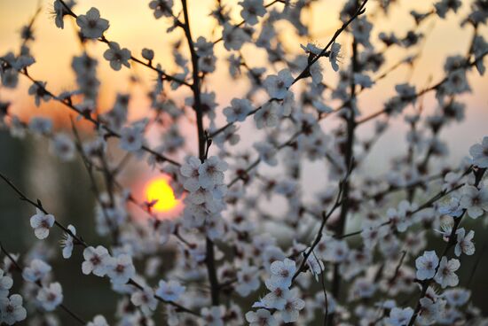 Blooming Dahurian peach