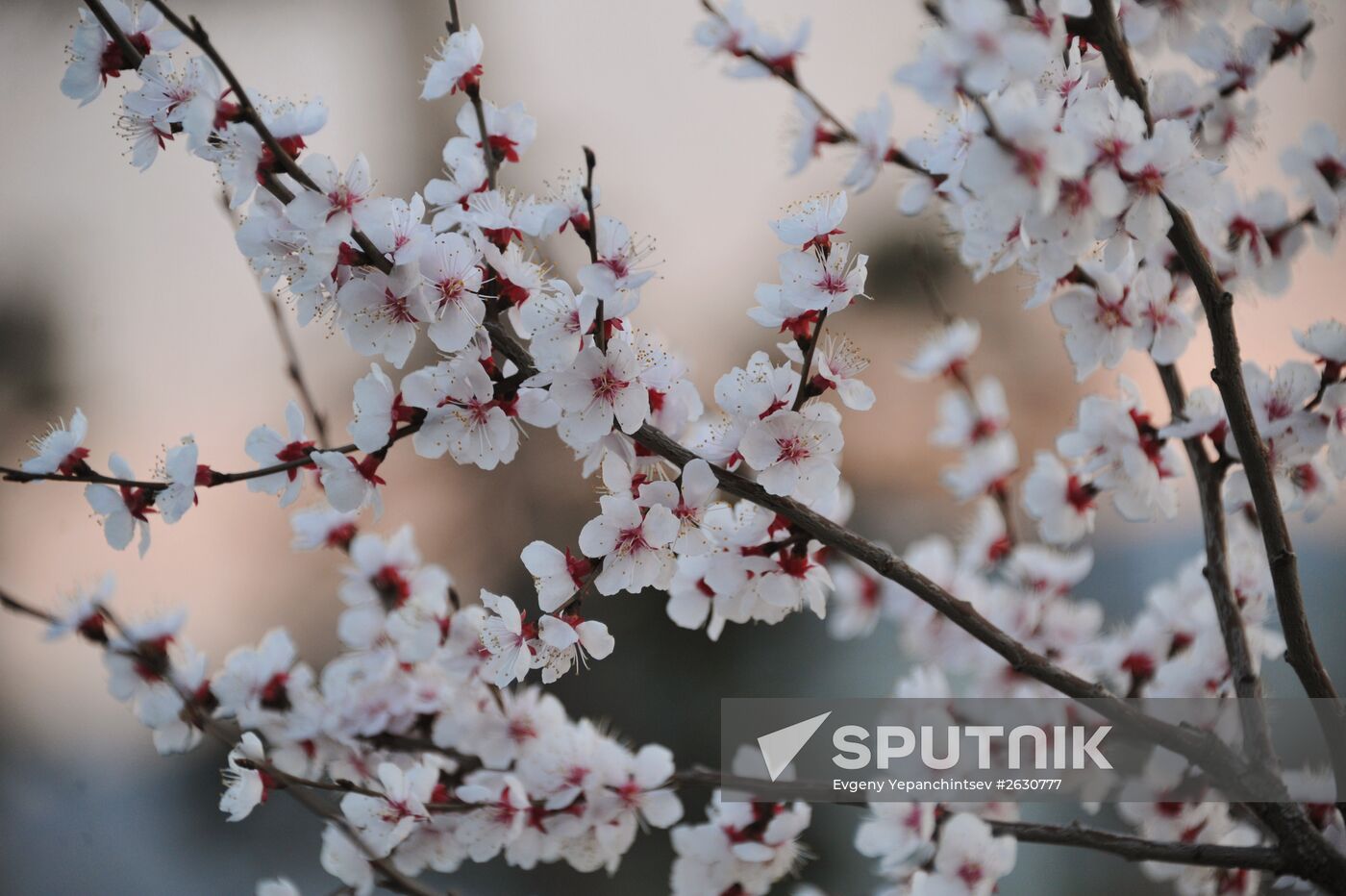 Blooming Dahurian peach