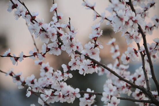 Blooming Dahurian peach