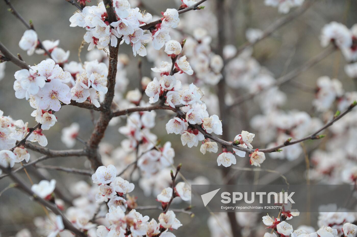 Blooming Dahurian peach