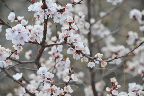 Blooming Dahurian peach