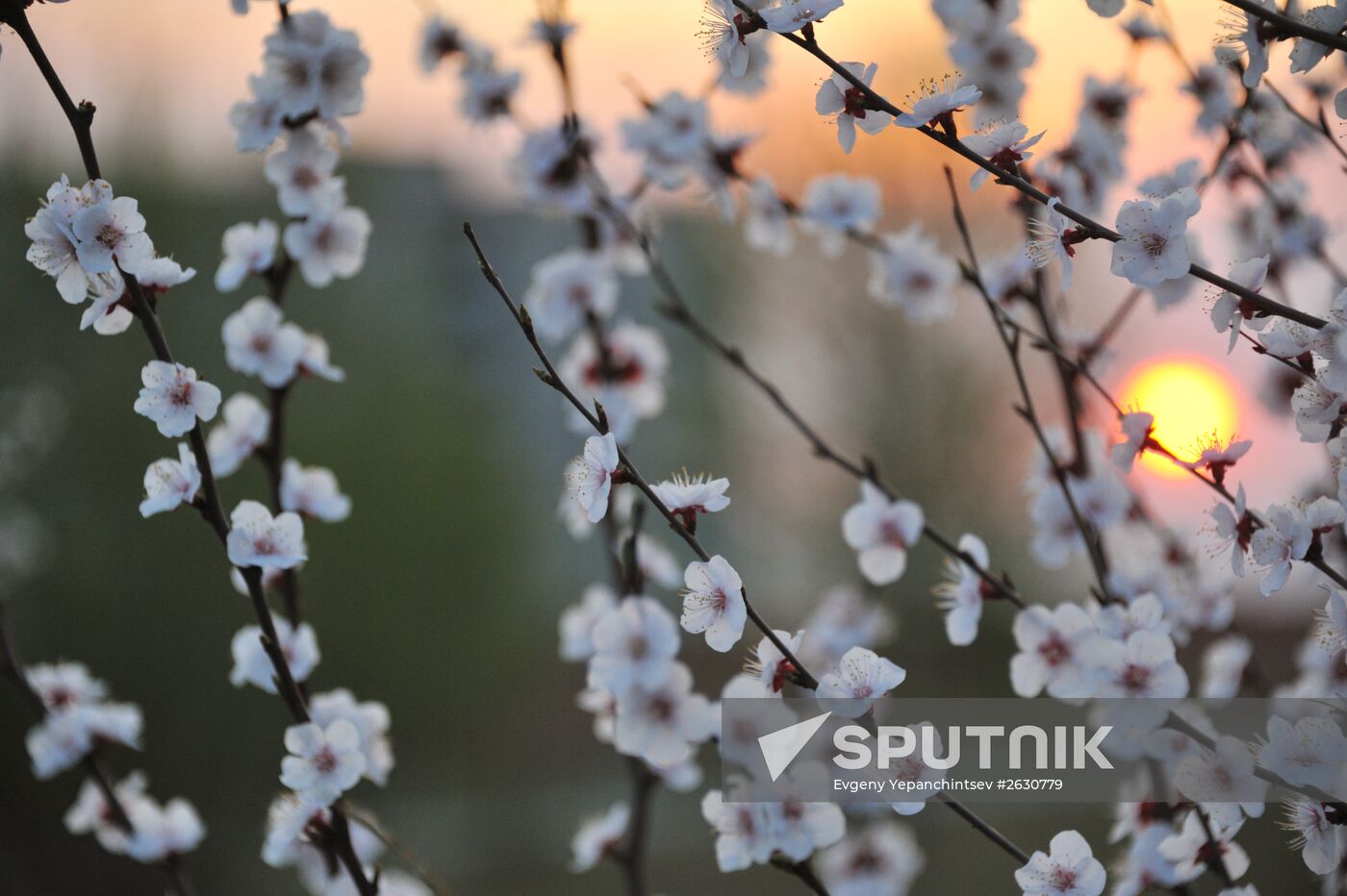 Blooming Dahurian peach