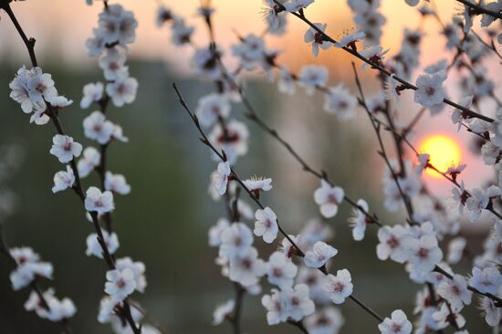 Blooming Dahurian peach
