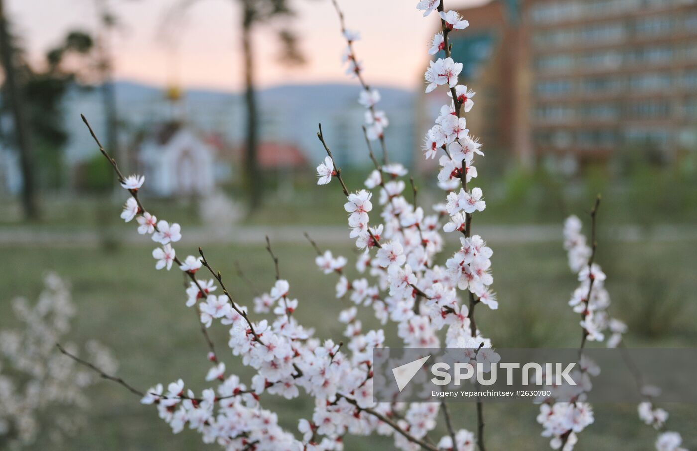 Blooming Dahurian peach