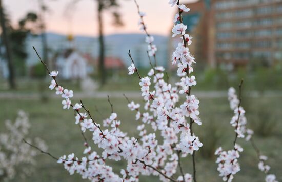 Blooming Dahurian peach