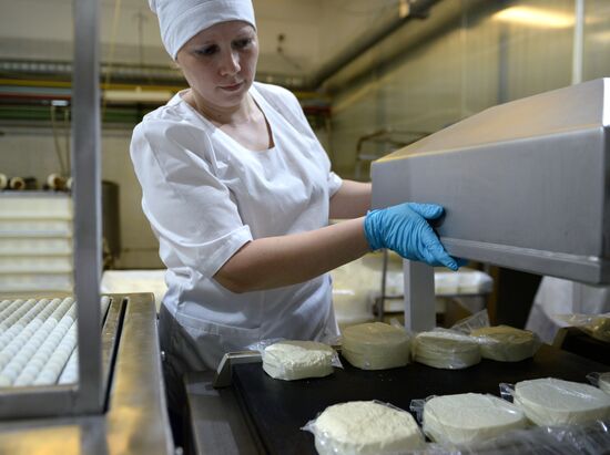 Manufacturing cheese at Molochnaya Blagodat plant in Sverdlovsk region