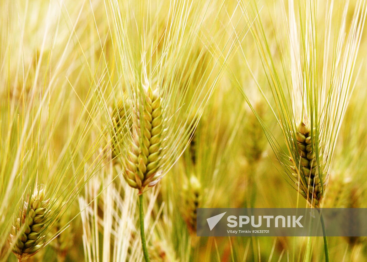 Kuban Agricultural Holding