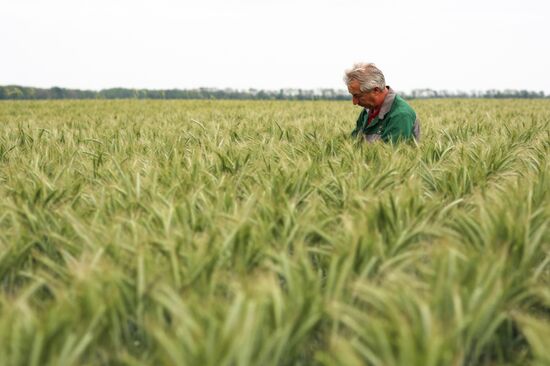 Kuban Agricultural Holding