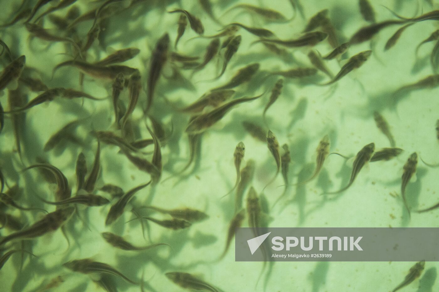 Borodino fish farm in Omsk Region