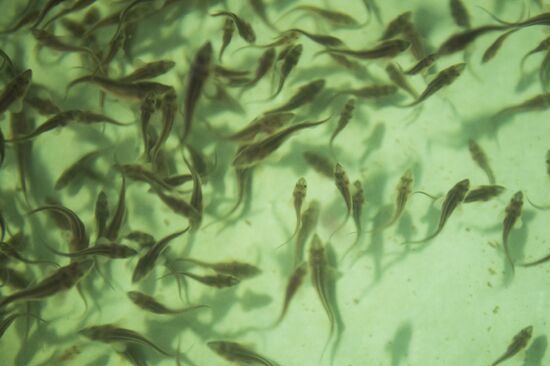 Borodino fish farm in Omsk Region