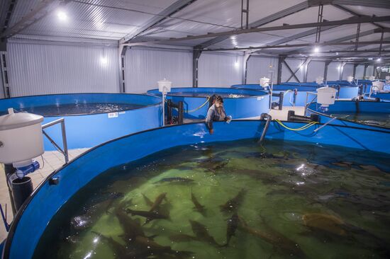 Borodino fish farm in Omsk Region