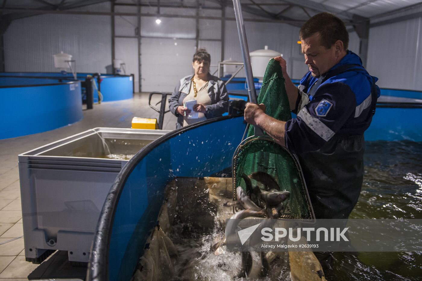 Borodino fish farm in Omsk Region