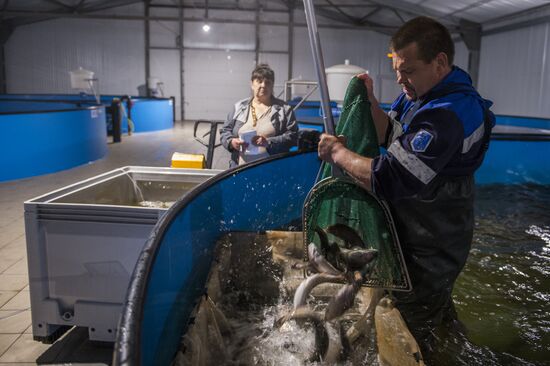 Borodino fish farm in Omsk Region