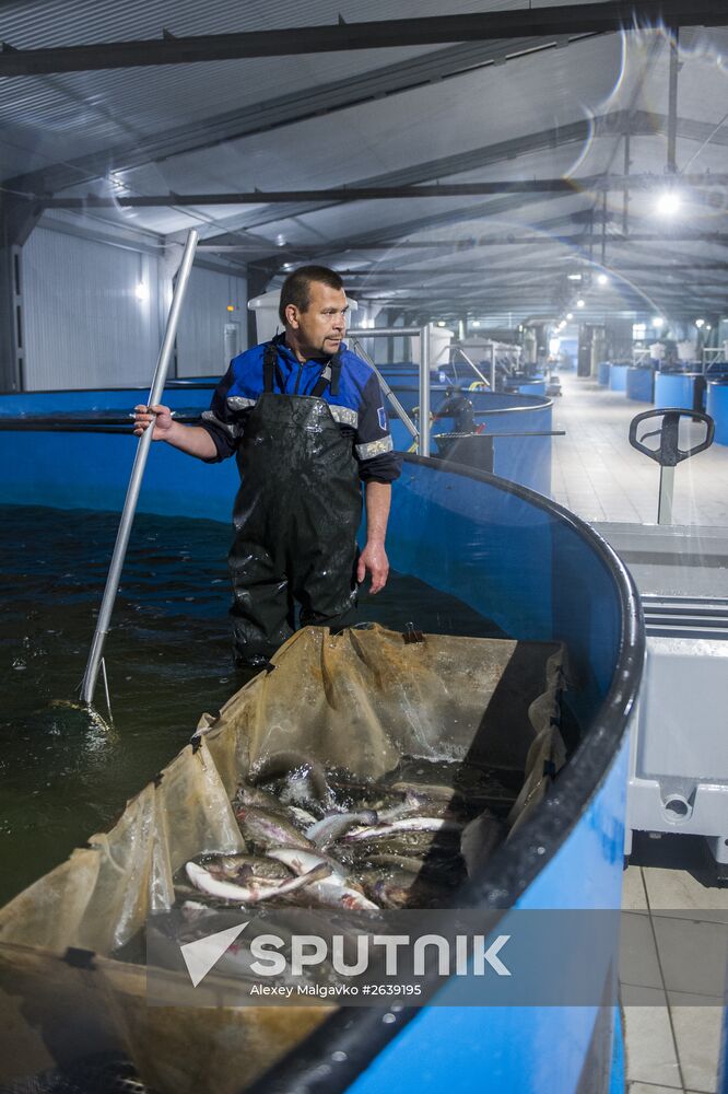 Borodino fish farm in Omsk Region