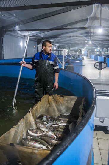 Borodino fish farm in Omsk Region