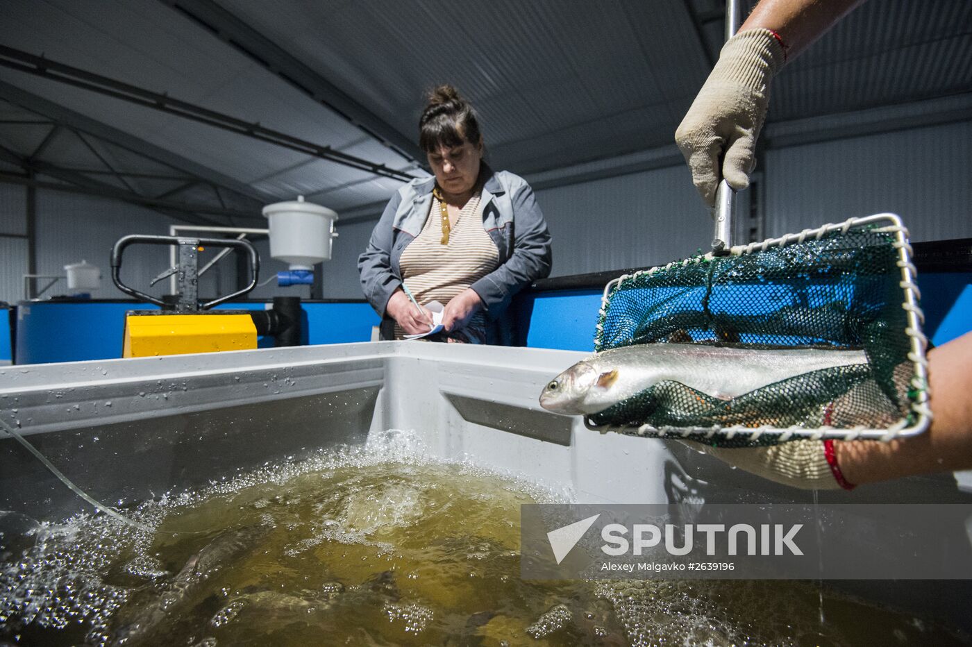 Borodino fish farm in Omsk Region