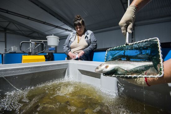 Borodino fish farm in Omsk Region