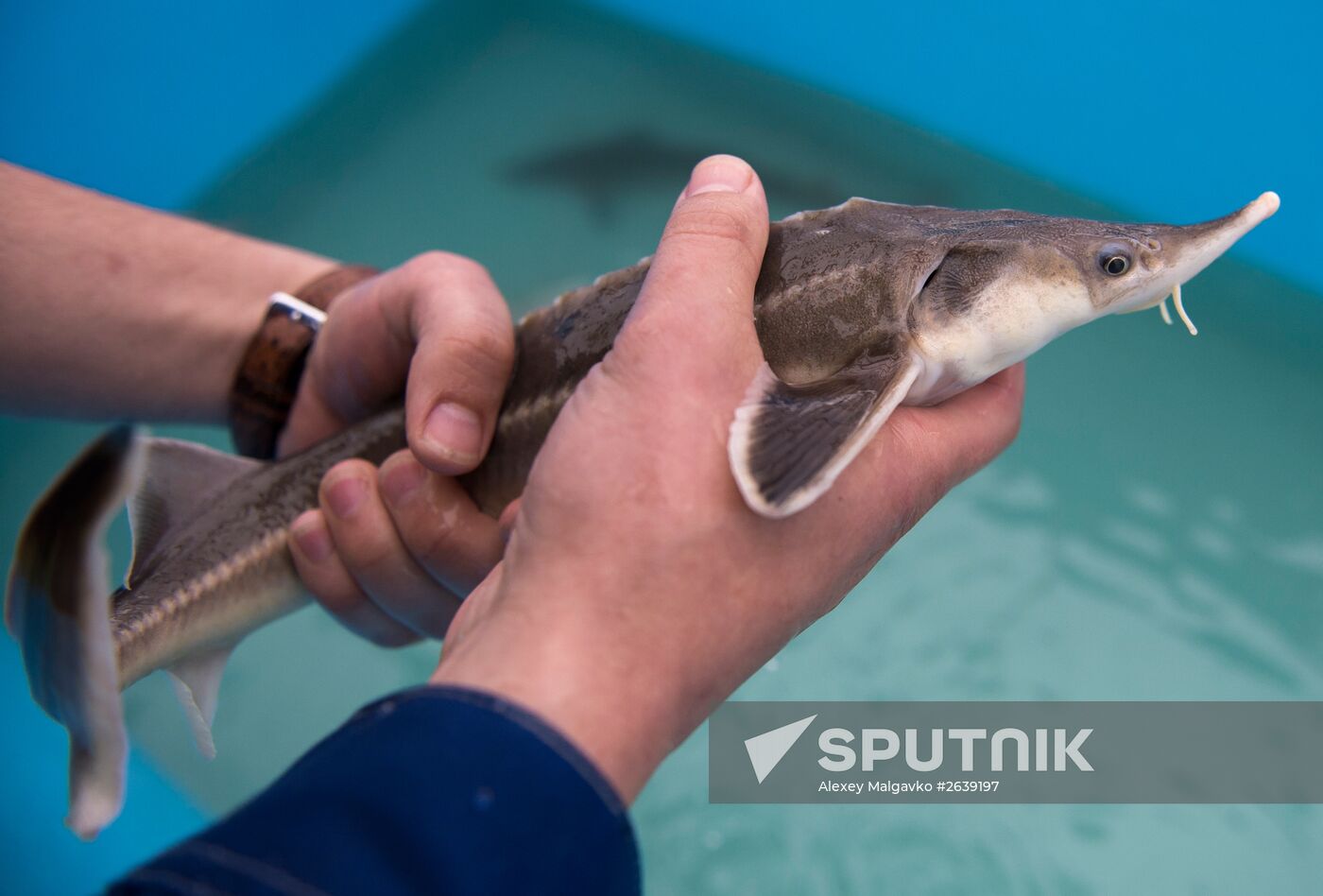 Borodino fish farm in Omsk Region