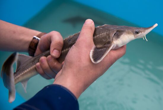 Borodino fish farm in Omsk Region