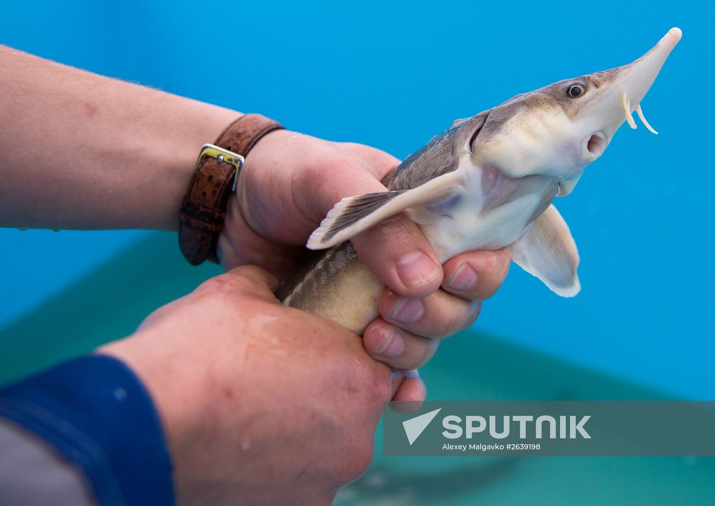 Borodino fish farm in Omsk Region