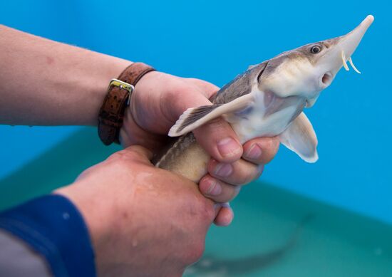 Borodino fish farm in Omsk Region