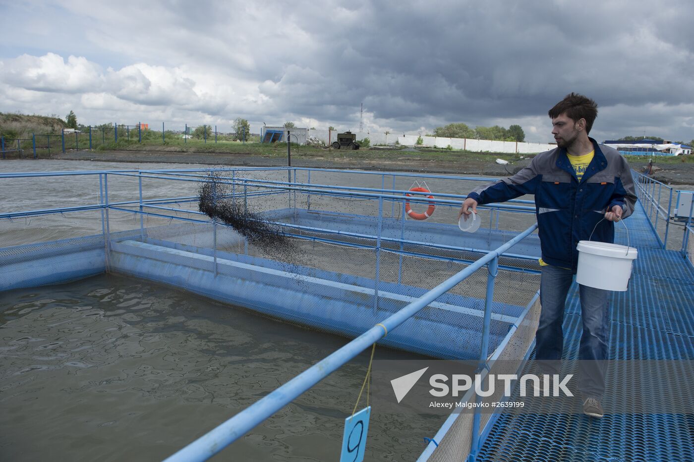 Borodino fish farm in Omsk Region