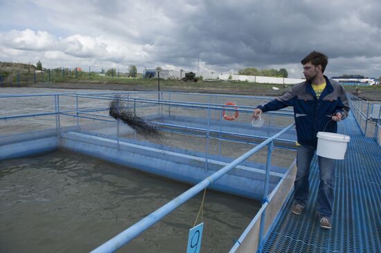 Borodino fish farm in Omsk Region