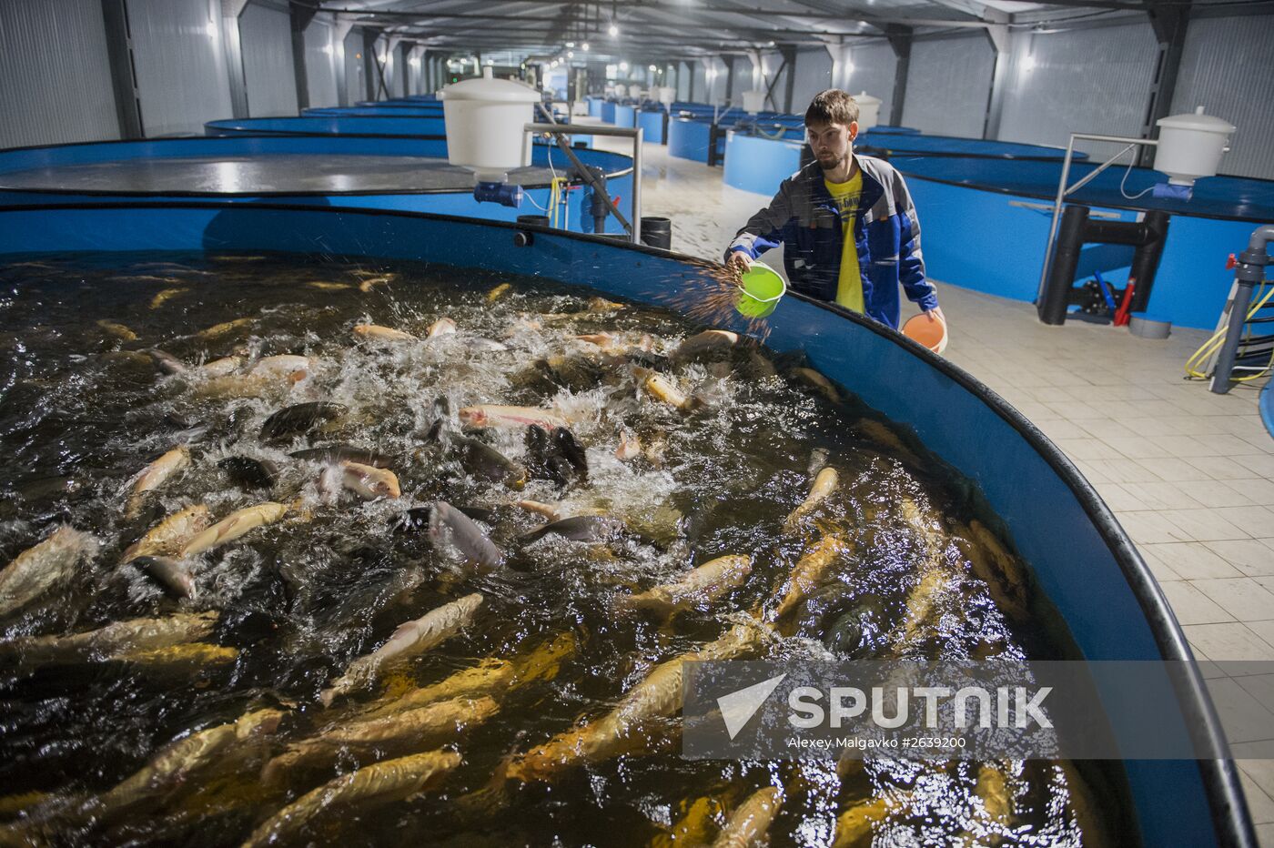 Borodino fish farm in Omsk Region