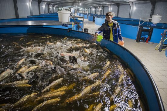 Borodino fish farm in Omsk Region