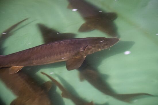 Borodino fish farm in Omsk Region