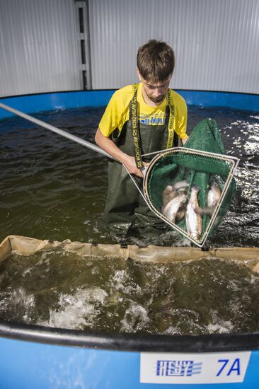Borodino fish farm in Omsk Region