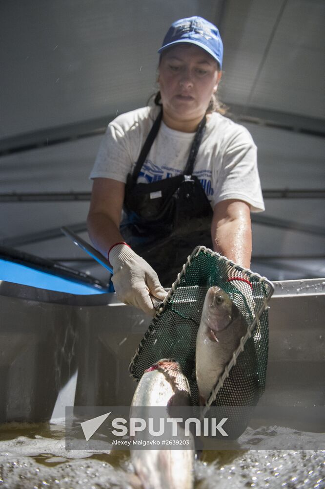 Borodino fish farm in Omsk Region