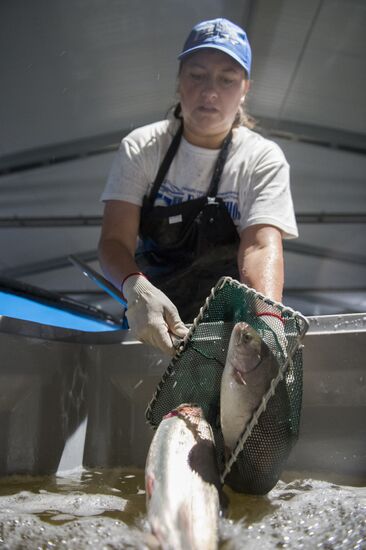 Borodino fish farm in Omsk Region