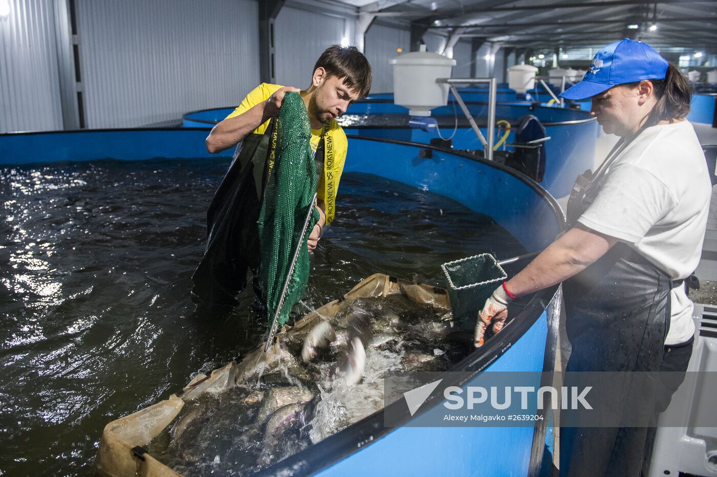 Borodino fish farm in Omsk Region