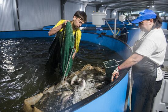 Borodino fish farm in Omsk Region