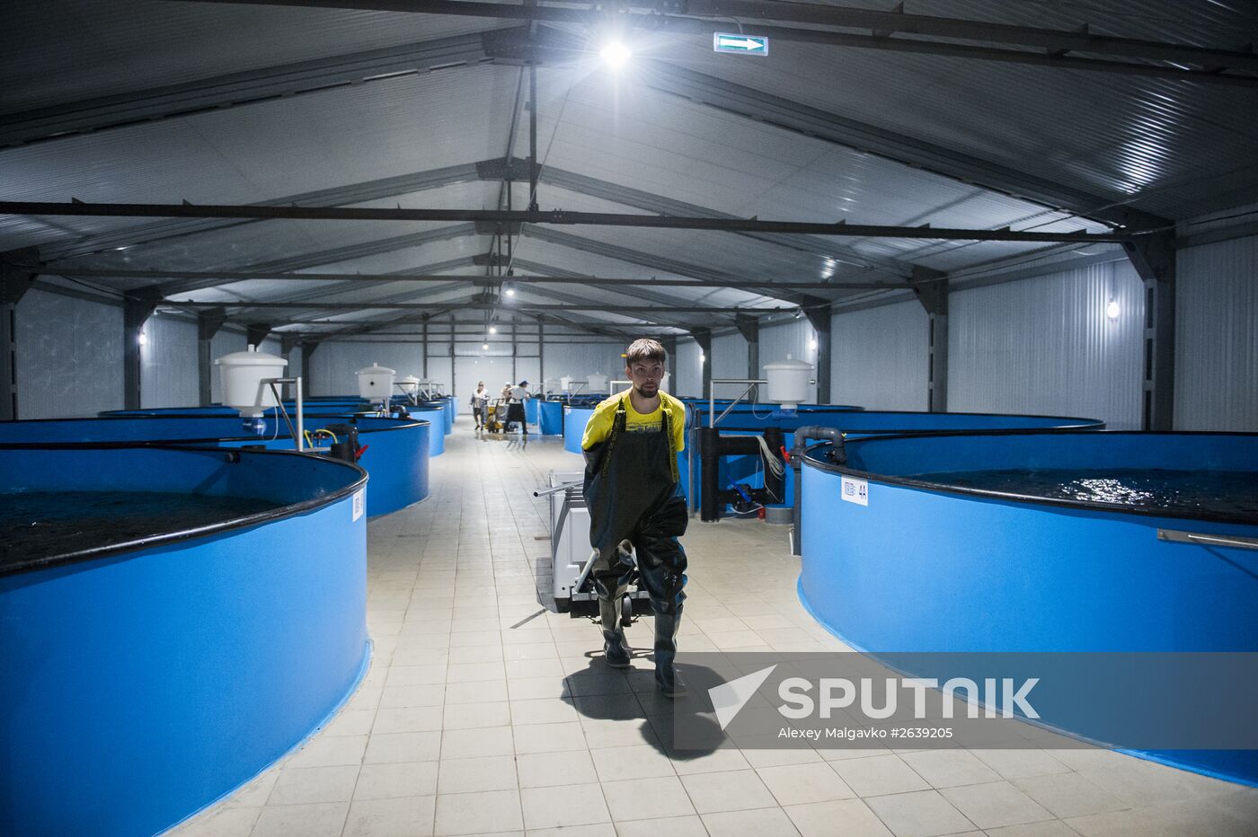 Borodino fish farm in Omsk Region