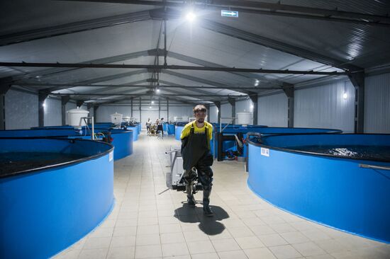 Borodino fish farm in Omsk Region