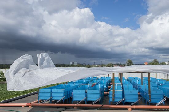 Borodino fish farm in Omsk Region