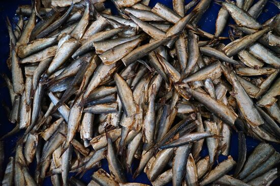 "Za Rodinu" fish factory in Kalinigrad Region