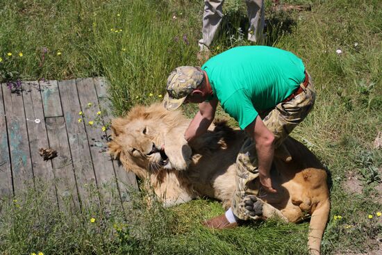 Nikolai Drozdov on set of Animal World at Taigan Safari Park in Crimea