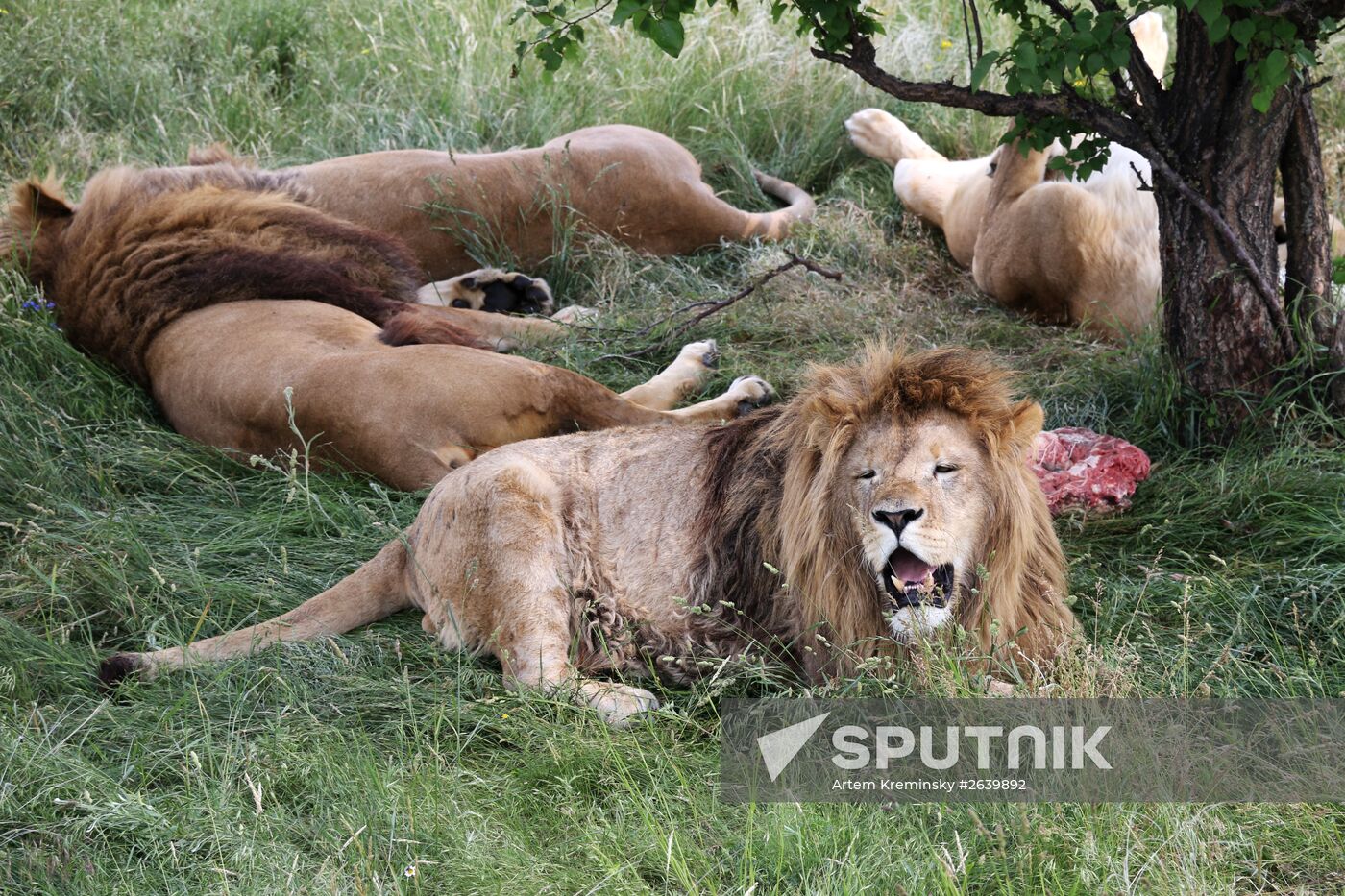 Nikolai Drozdov on set of Animal World at Taigan Safari Park in Crimea